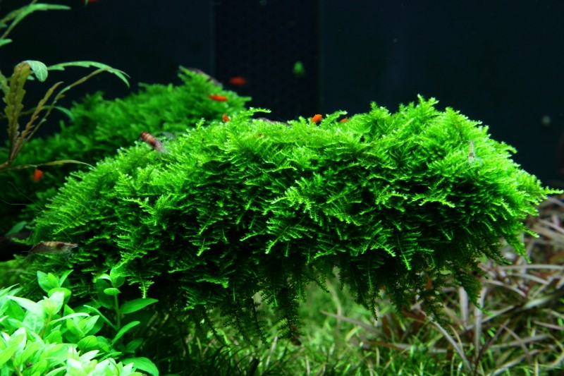 Vesicularia dubyana 'Christmas' (Christmas Moss)